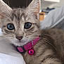kitten, cat, close_up, pink_collar, bell, whiskers, fur, indoor, pet, animal, cute, young, domestic, feline, resting, soft_surface, blurred_background, portrait, curious, small