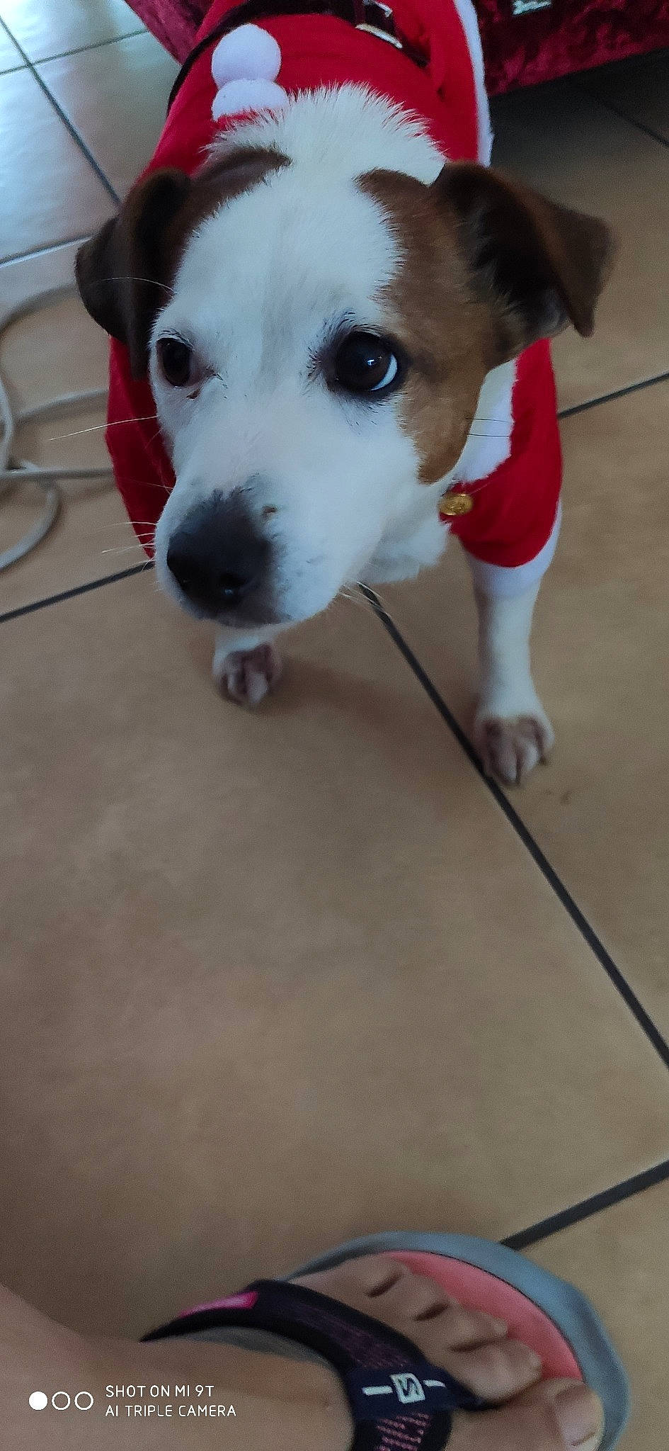 Pepita