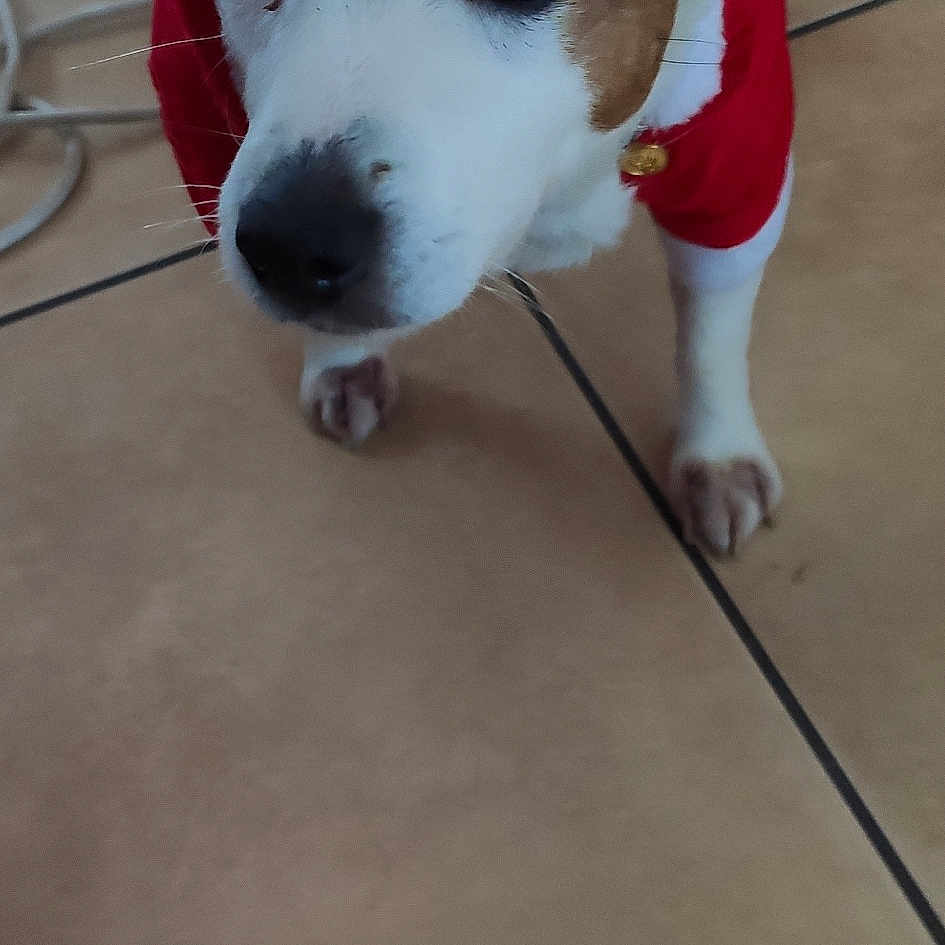 Pepita