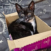 Morpheus joined the competition — help win amazing prizes! kitten, cat, black_and_white, cardboard_box, bed, blanket, pattern, celestial, stars, eye_design, fur, whiskers, pet, indoor, cute, animal, young_cat, curious, sitting, cozy