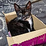 kitten, cat, black_and_white, cardboard_box, bed, blanket, pattern, celestial, stars, eye_design, fur, whiskers, pet, indoor, cute, animal, young_cat, curious, sitting, cozy