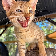 Mango is registered to the contest to win money with this photo: animal, cat, closeup, cute, daylight, ears, focus, fur, kitten, mouth_open, nature, outdoor, pet, playful, portrait, shallow_depth_of_field, spots, tree_branch, whiskers, young