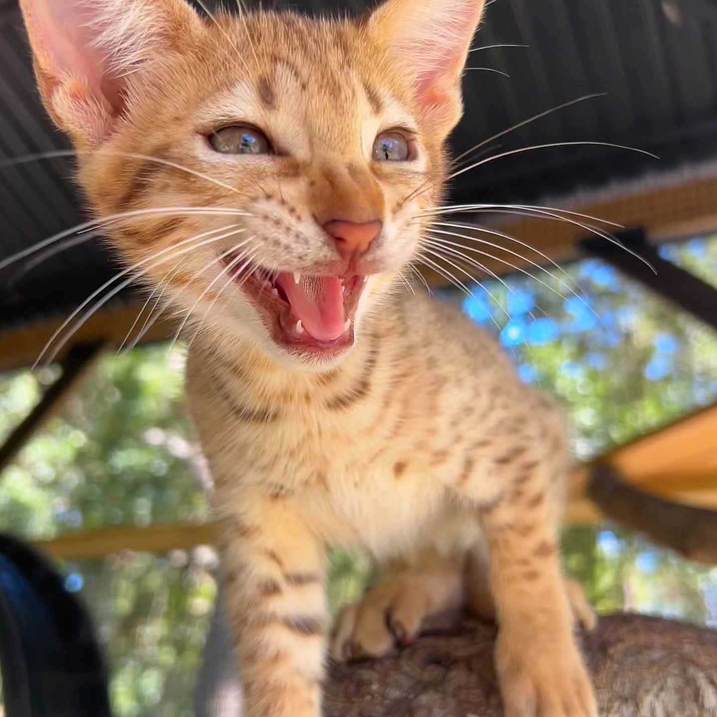 Mango is registered to the contest to win money with this photo: animal, cat, closeup, cute, daylight, ears, focus, fur, kitten, mouth_open, nature, outdoor, pet, playful, portrait, shallow_depth_of_field, spots, tree_branch, whiskers, young