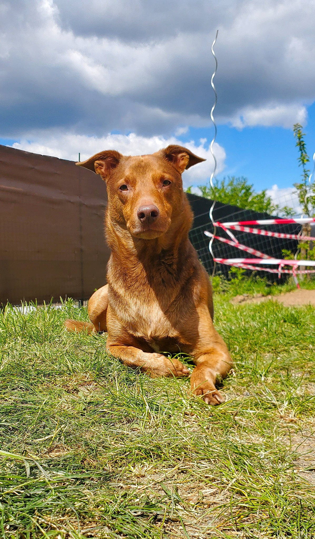 Phoenix participe au concours pour gagner de l'argent avec cette photo : airedale_terrier, carnivore, cloud, companion_dog, dog_breed, fawn, grass, grassland, landscape, livestock, meadow, plant, prairie, rural_area, sky, snout, terrestrial_animal, tree, wood, working_animal