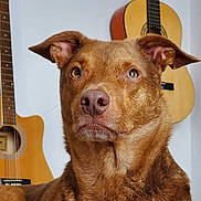 Phoenix a rejoint le concours — aidez-le/la à gagner de superbes lots ! animal, background, brown_dog, calm, close_up, cozy, dog, domestic_animal, ears, fur, furniture, golden_eyes, guitar, house, indoor, musical_instrument, pet, portrait, serious, wall
