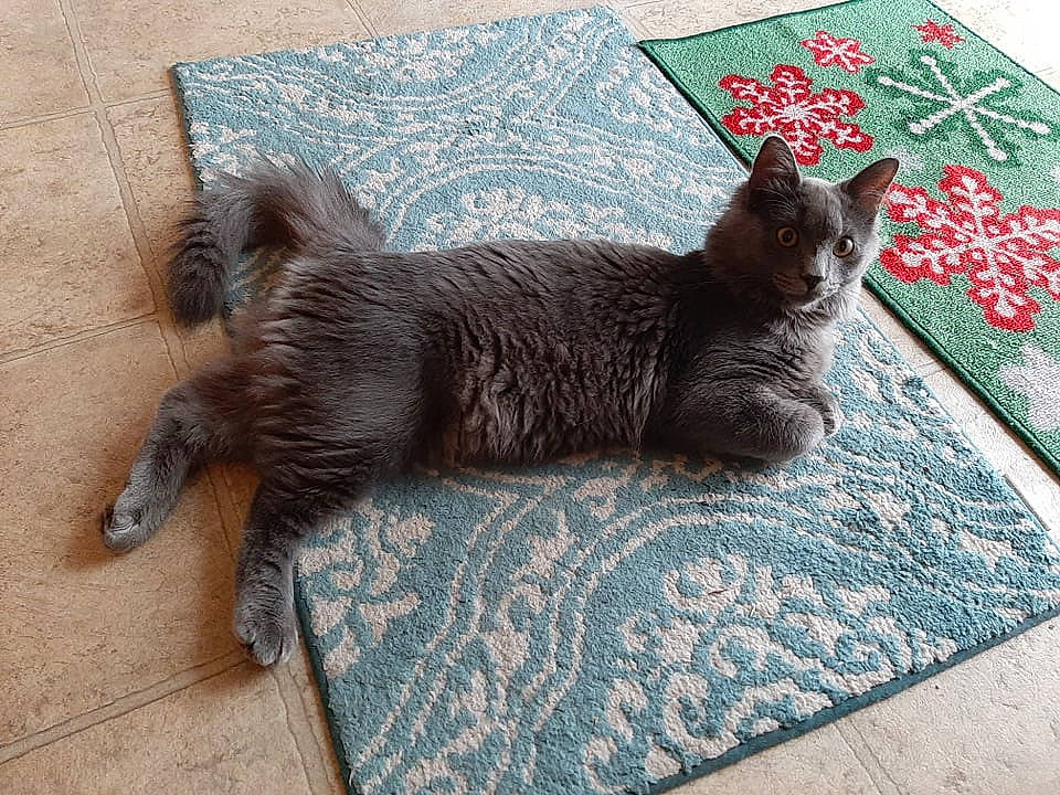 Grayson joined the competition — help win amazing prizes! black_cat, bombay, carnivore, cat, claw, comfort, domestic_short_haired_cat, fawn, felidae, flooring, fur, grey, nap, pattern, paw, small_to_medium_sized_cats, tail, terrestrial_animal, whiskers, window