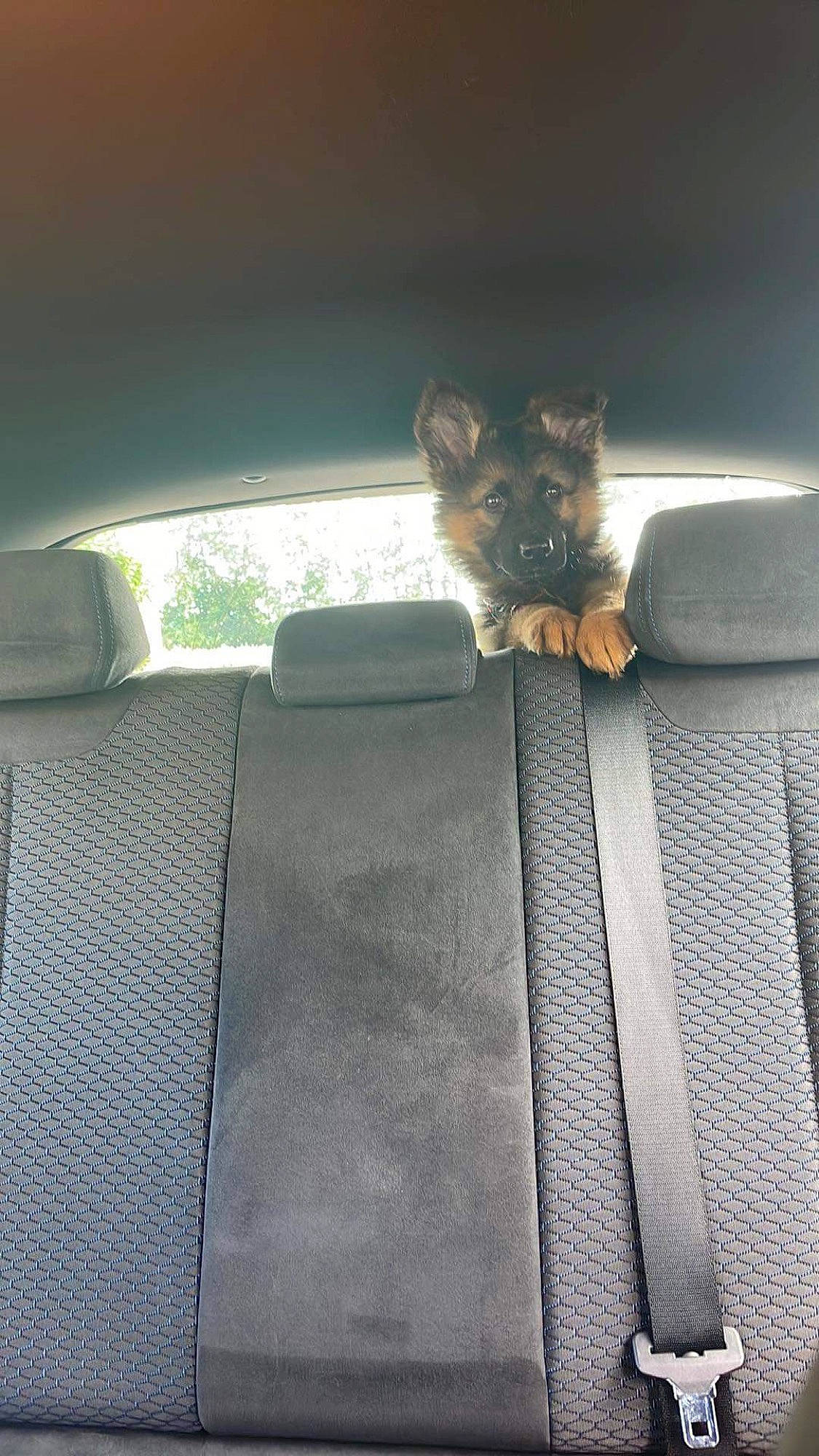 Toska a rejoint le concours — aidez-le/la à gagner de superbes lots ! auto_part, automotive_exterior, automotive_window_part, car, carnivore, cat, door, felidae, fur, glass, motor_vehicle, personal_luxury_car, small_to_medium_sized_cats, tail, tints_and_shades, vehicle, vehicle_door, whiskers, window, windshield