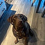 dog, labrador, chocolate_labrador, pet, canine, indoor, kitchen, floor, wooden_floor, collar, tag, looking_up, shadow, furniture, cabinet, table, chair, home, animal, domestic