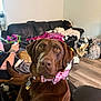 dog, labrador, brown_dog, bow_tie, pet, indoor, living_room, couch, person, phone, blanket, floor, furniture, home, animal, curious, seated, collar, accessory, relaxed