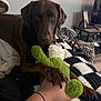 dog, chocolate_brown, plush_toy, hand, blanket, indoor, living_room, couch, bracelet, tattoo, furniture, television, photo_frame, zebra_print, paw, pet, animal, cozy, interaction, soft_toy