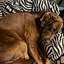dog, brown_dog, bean_bag, zebra_pattern, collar, indoor, pet, resting, floor, furniture, cozy, sleepy, paw, fur, comfort, cute, animal, domestic_animal, relaxed, home
