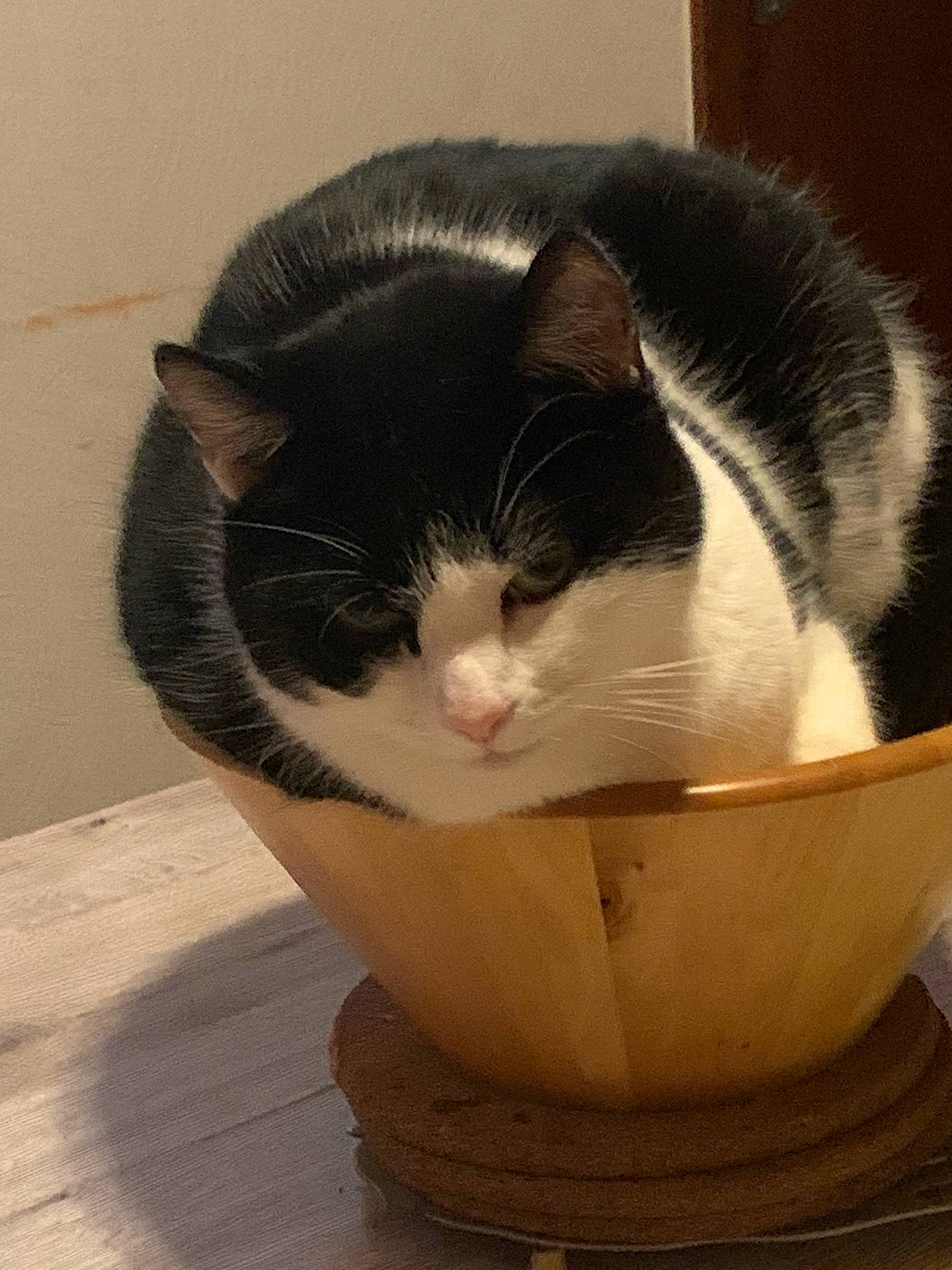 Félix a rejoint le concours — aidez-le/la à gagner de superbes lots ! box, cardboard, carnivore, cat, cat_supply, comfort, domestic_short_haired_cat, felidae, flooring, fur, hardwood, packaging_and_labeling, pedestal, pet_supply, small_to_medium_sized_cats, snout, tail, whiskers, window, wood