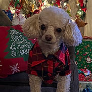 Beau is registered to the contest to win money with this photo: dog, poodle, pet, plaid_shirt, christmas_tree, holiday, decorations, gifts, couch, indoor, festive, lights, ornaments, red, green, white, cute, small_dog, fur, holiday_season