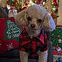 dog, poodle, pet, plaid_shirt, christmas_tree, holiday, decorations, gifts, couch, indoor, festive, lights, ornaments, red, green, white, cute, small_dog, fur, holiday_season