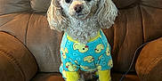 Beau joined the competition — help win amazing prizes! dog, poodle, pet_clothing, blue_outfit, yellow_ducks, curly_fur, brown_armchair, indoor, pet, cute, small_dog, animal, fur, seated, looking_at_camera, cozy, furniture, domestic, companion, curious