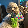 Beau is registered to the contest to win money with this photo: dog, poodle, toy, plush_toy, colorful_clothing, blanket, mirror, indoor, furniture, pet, cute, small_dog, fluffy, soft_toy, decor, animal, cozy, portrait, sitting, colorful