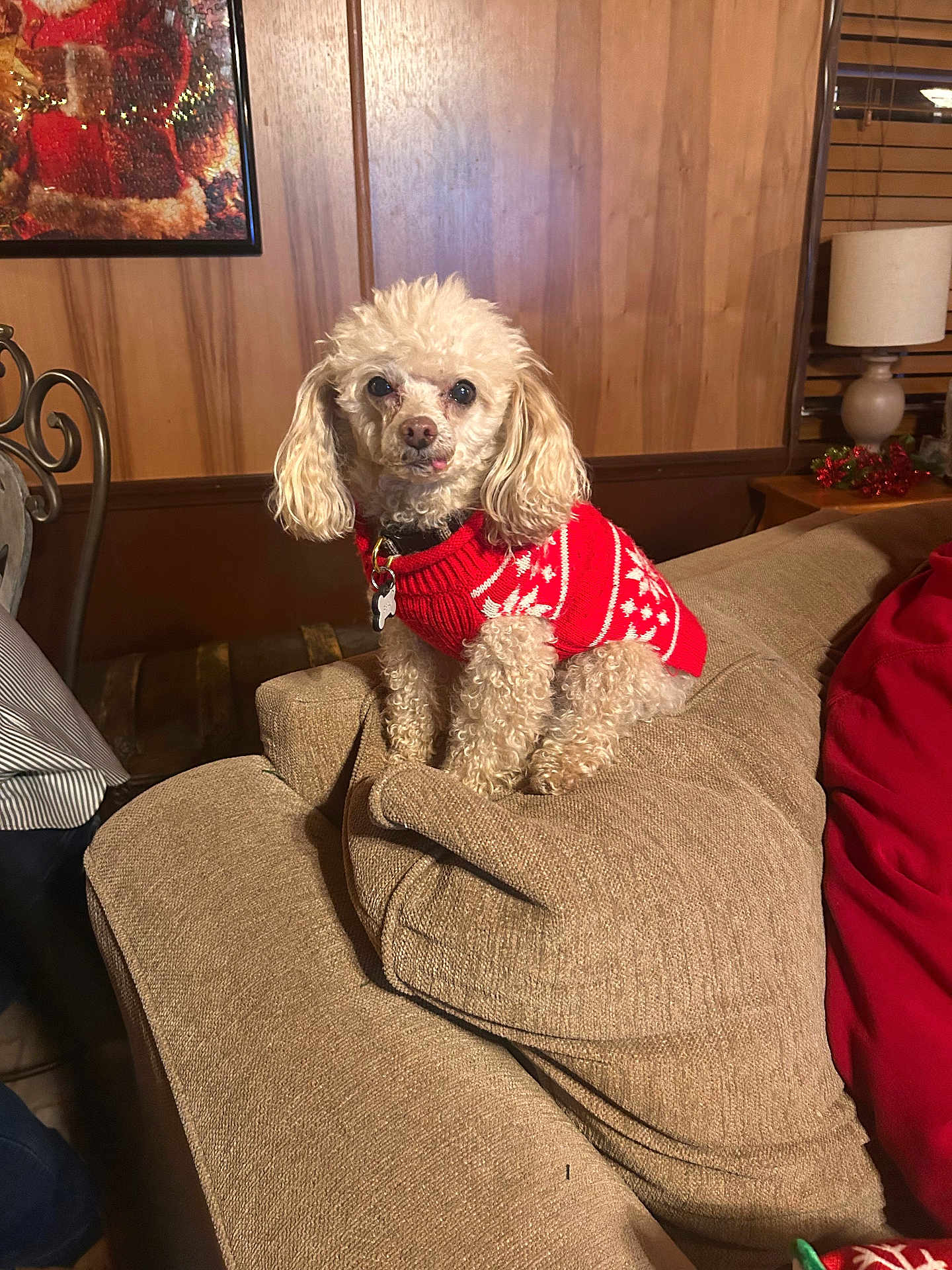 Beau is registered to the contest to win money with this photo: dog, small_dog, poodle, red_sweater, holiday_sweater, couch, beige_couch, indoor, wood_panel_wall, lamp, christmas_decor, festive, pet, animal, furniture, cozy, holiday, portrait, cute, sitting