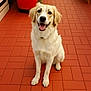 dog, golden_retriever, pet, canine, smiling, sitting, fur, indoor, red_tiles, floor, happy, cute, animal, domestic_animal, friendly, portrait, looking_at_camera, ears, tongue_out, collar