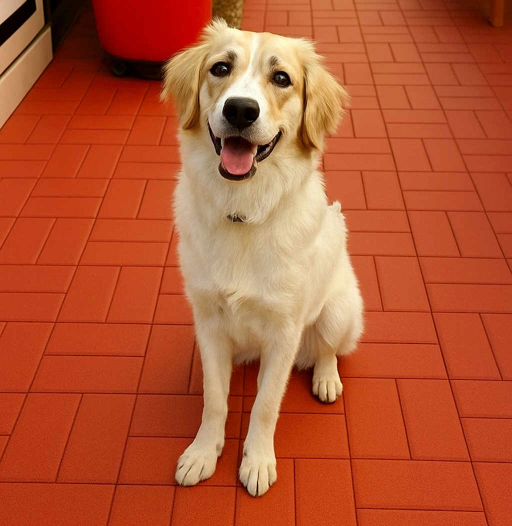 Layla is registered to the contest to win money with this photo: dog, golden_retriever, pet, canine, smiling, sitting, fur, indoor, red_tiles, floor, happy, cute, animal, domestic_animal, friendly, portrait, looking_at_camera, ears, tongue_out, collar