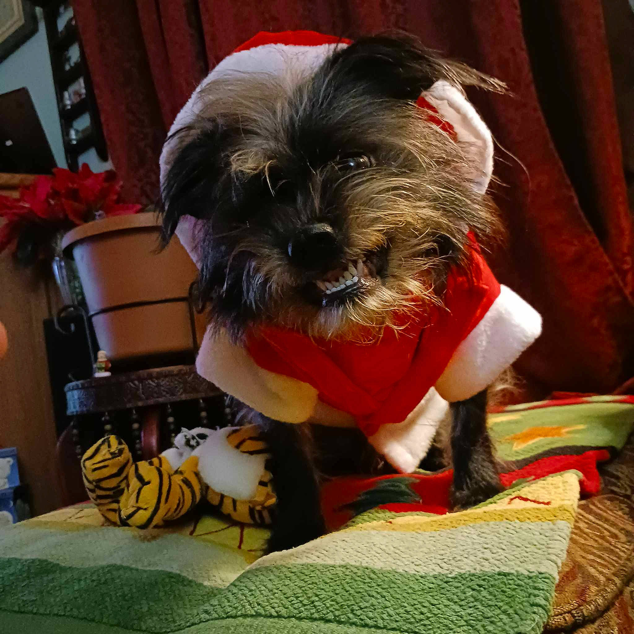 Sam joined the competition — help win amazing prizes! biewer_terrier, canidae, carnivore, companion_dog, dog, dog_breed, dog_clothes, dog_supply, felidae, fur, liver, pet_supply, puppy_love, small_terrier, snout, sporting_group, terrier, toy, toy_dog, working_animal