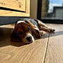 dog, beagle, puppy, pet, floor, wooden_floor, hardwood, sunlight, window, door, cabinet, resting, sleepy, portrait, shallow_depth_of_field, whiskers, nose, ears, indoor, shadow