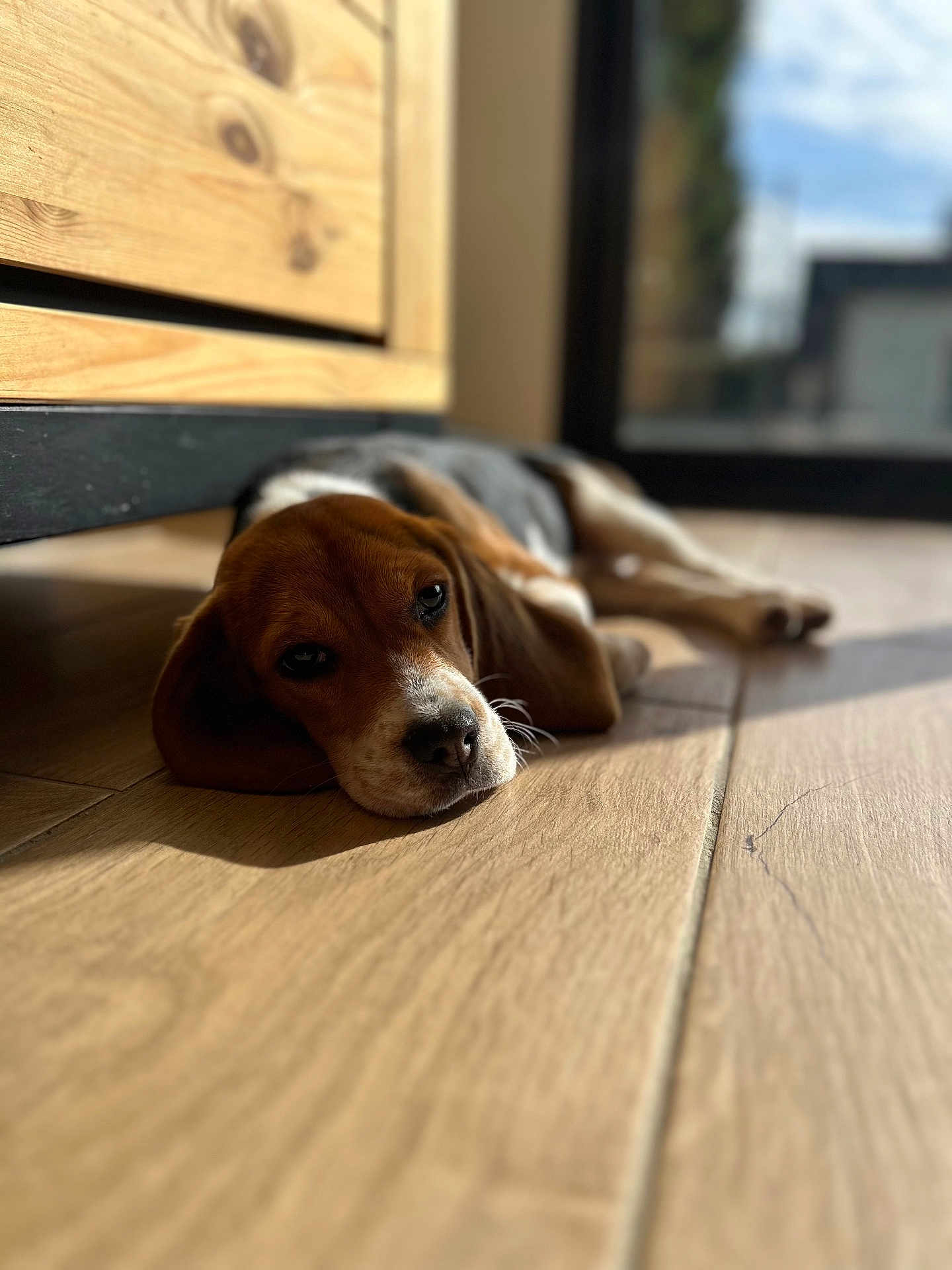 Vany a rejoint le concours — aidez-le/la à gagner de superbes lots ! dog, beagle, puppy, pet, floor, wooden_floor, hardwood, sunlight, window, door, cabinet, resting, sleepy, portrait, shallow_depth_of_field, whiskers, nose, ears, indoor, shadow