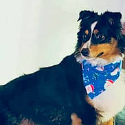 Aussie joined the competition — help win amazing prizes! animal, bandana, black_fur, blue_bandana, brown_fur, christmas, collar, companion, cute, dog, ears, face, festive, fur, holiday, indoor, looking_away, pet, portrait, white_fur