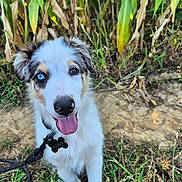 Albus participe au concours pour gagner de l'argent avec cette photo : puppy, dog, heterochromia, blue_eye, brown_eye, grass, outdoor, collar, leash, tongue_out, cute, pet, animal, nature, young_dog, happy, fur, ears, snout, playful