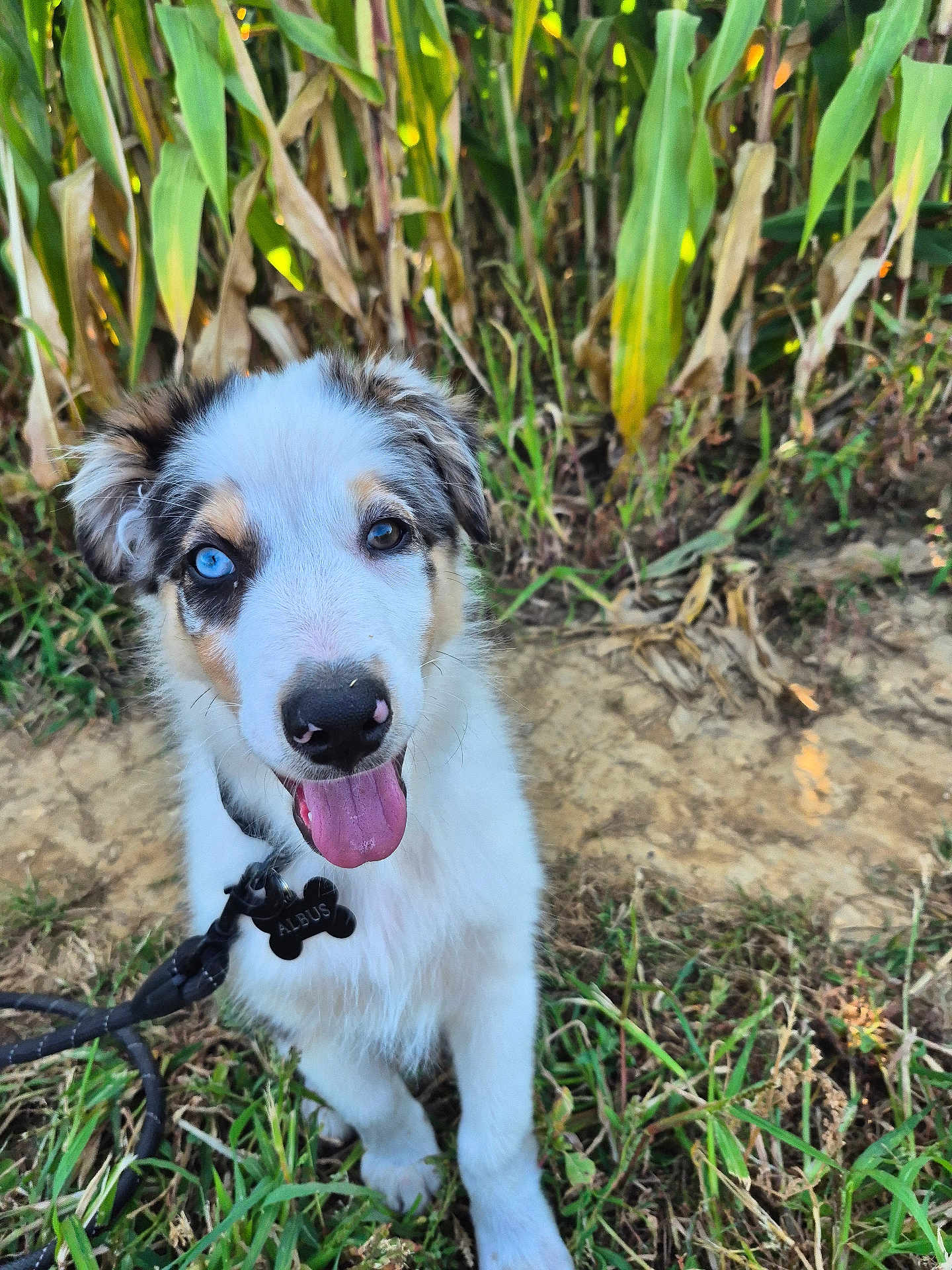 Albus