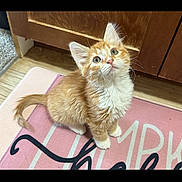 Ivy joined the competition — help win amazing prizes! kitten, cat, orange_cat, ginger_kitten, pet, fur, whiskers, pink_mat, floor_mat, wooden_cabinet, wood_floor, indoors, looking_up, cute, small_paws, ears, green_eyes, portrait, playful, domestic_animal