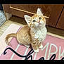 kitten, cat, orange_cat, ginger_kitten, pet, fur, whiskers, pink_mat, floor_mat, wooden_cabinet, wood_floor, indoors, looking_up, cute, small_paws, ears, green_eyes, portrait, playful, domestic_animal