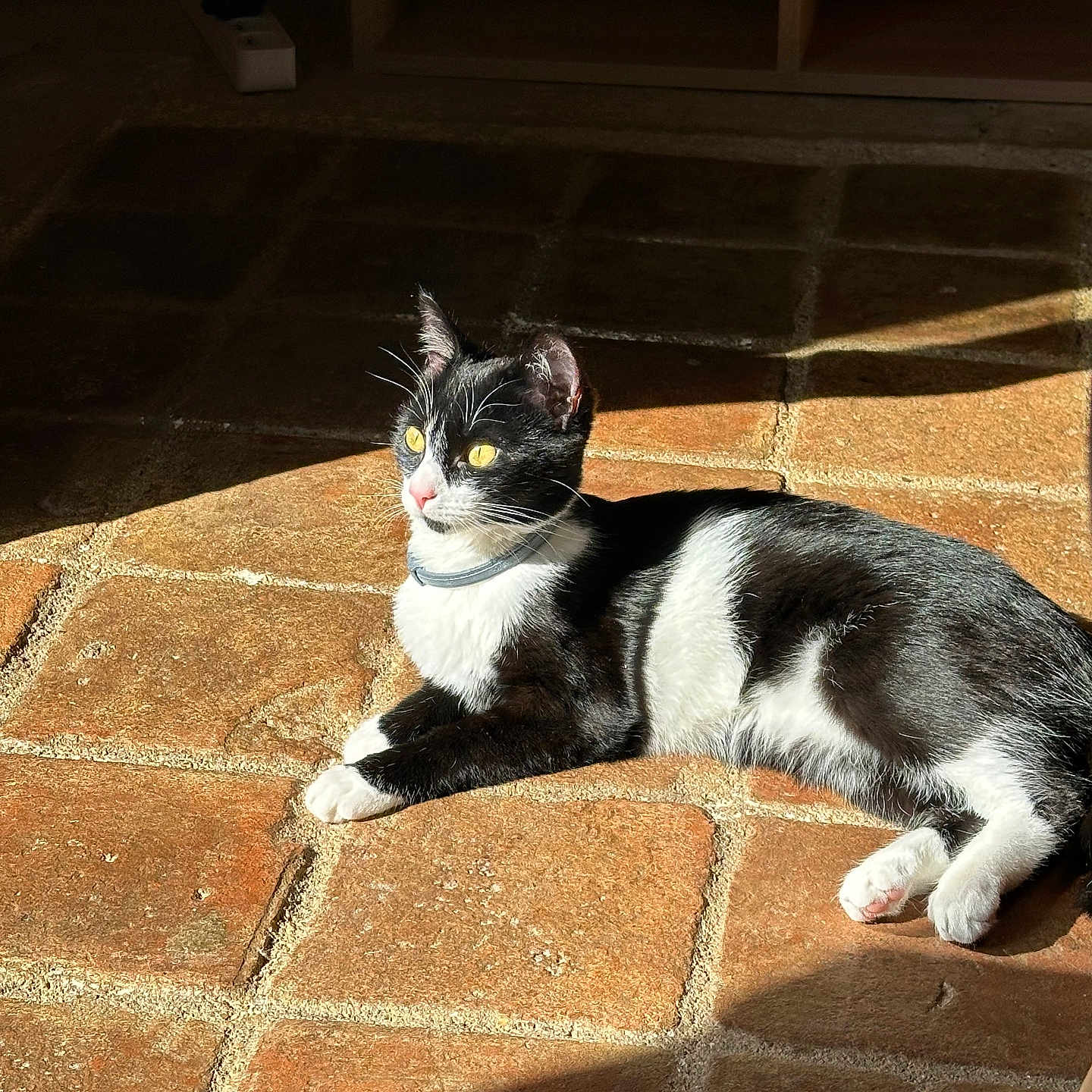 Moon participe au concours pour gagner de l'argent avec cette photo : abyssinian, accessories, animal, architecture, blackcat, brick, building, cat, flagstone, hardwood, kitten, manx, path, pet, plywood, slate, strap, tile, walkway, wood