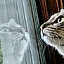 cat, reflection, window, whiskers, closeup, curious, animal, pet, fur, portrait, face, indoor, wood, glass, nature, eyes, nose, contemplation, soft_light