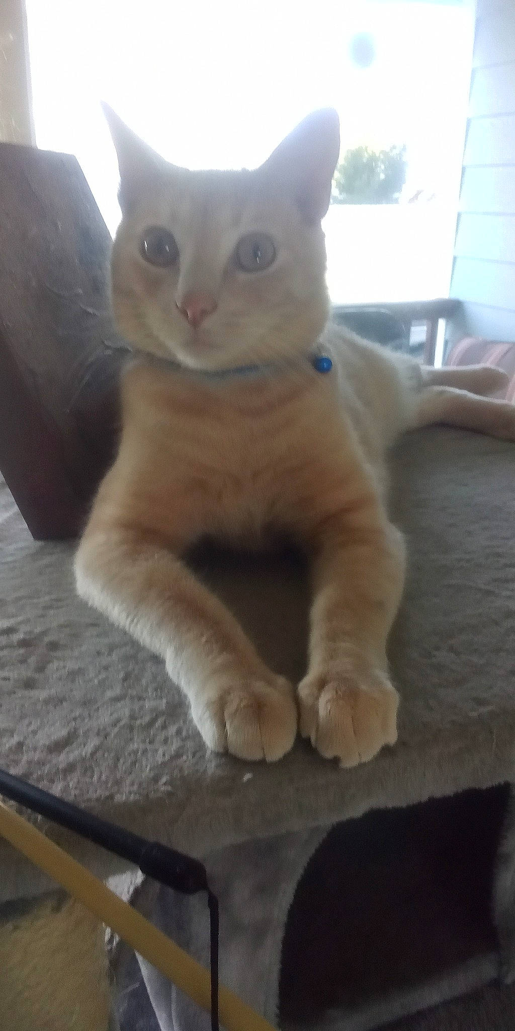 Chee is registered to the contest to win money with this photo: carnivore, cat, domestic_short_haired_cat, eye, fawn, felidae, fur, paw, pet_supply, small_to_medium_sized_cats, snout, tail, whiskers