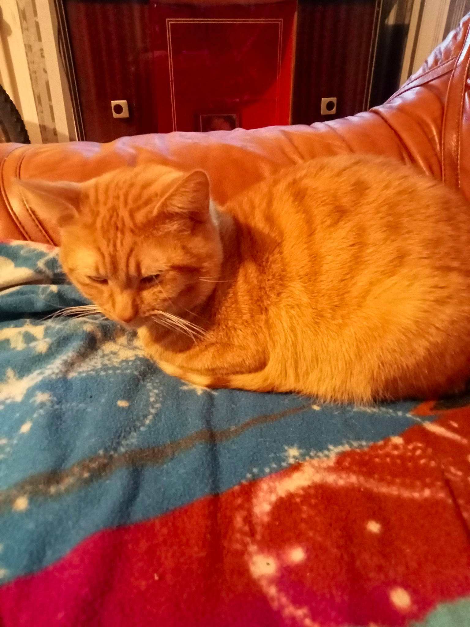 Woody a rejoint le concours — aidez-le/la à gagner de superbes lots ! carnivore, cat, claw, comfort, domestic_short_haired_cat, fawn, felidae, flooring, fur, hardwood, linens, nap, orange, room, small_to_medium_sized_cats, snout, tail, textile, whiskers, wood