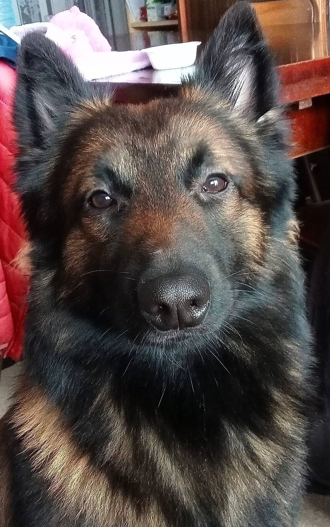 Triops a rejoint le concours — aidez-le/la à gagner de superbes lots ! canidae, canis, carnivore, collar, companion_dog, dog, dog_breed, east_european_shepherd, fawn, fur, herding_dog, jaw, king_shepherd, non_sporting_group, snout, sporting_group, terrestrial_animal, whiskers, working_animal, working_dog