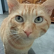 Sushis participe au concours pour gagner de l'argent avec cette photo : animal, cabinet, cat, close_up, closeup, curious, cute, domestic, feline, floor, fur, green_eyes, household, indoor, mammal, orange_tabby, pet, portrait, tile_floor, whiskers