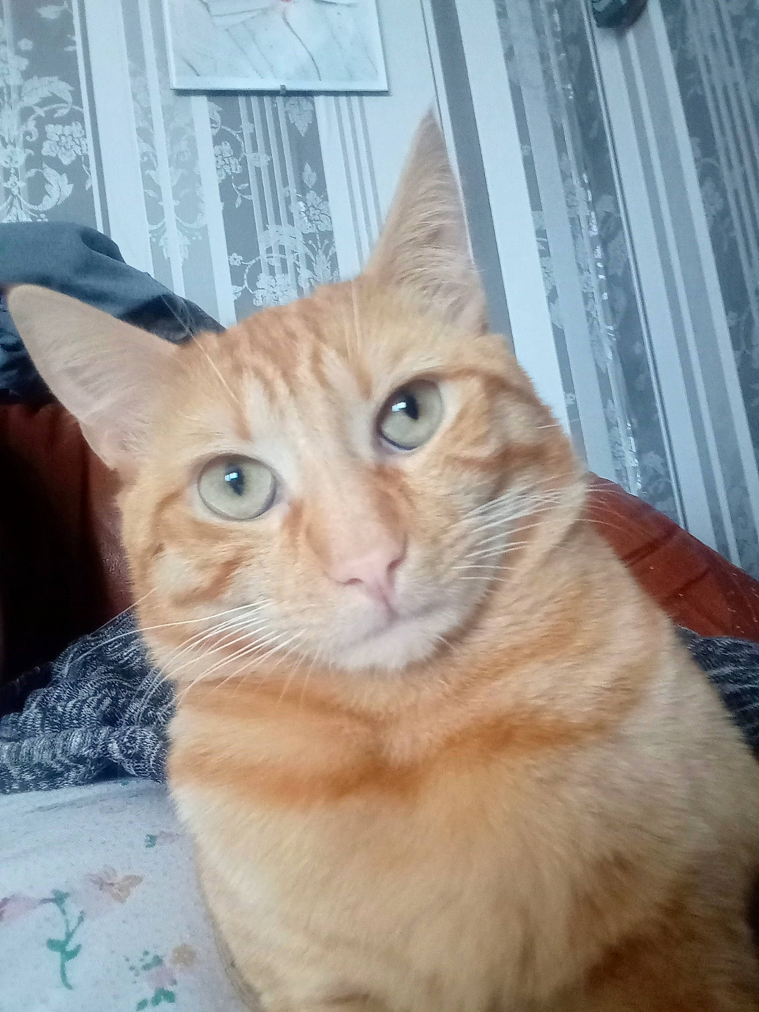 Sushis participe au concours pour gagner de l'argent avec cette photo : carnivore, cat, claw, curtain, domestic_short_haired_cat, fawn, felidae, fur, paw, peach, pet_supply, small_to_medium_sized_cats, snout, tail, terrestrial_animal, whiskers, window, wood