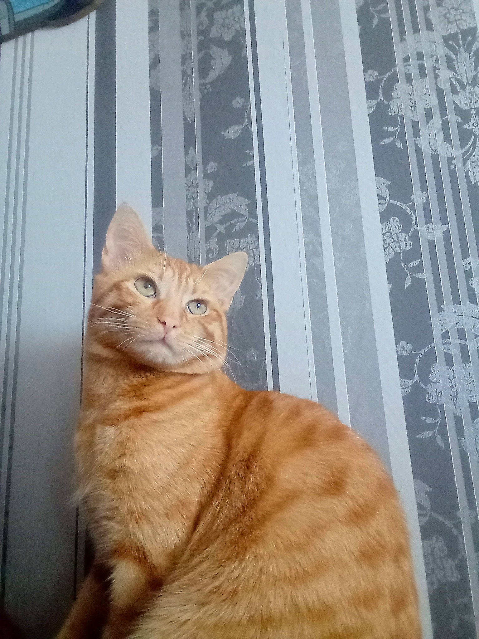 Sushis participe au concours pour gagner de l'argent avec cette photo : art, carnivore, cat, domestic_short_haired_cat, fawn, felidae, fur, pattern, paw, peach, small_to_medium_sized_cats, snout, tail, terrestrial_animal, whiskers, window, wood