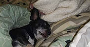 Dixie joined the competition — help win amazing prizes! animal, bed, black_dog, blanket, comfort, cozy, cute, dog, ears, fur, home, indoor, paw, pet, relaxing, resting, sleeping, small_dog, snout, soft