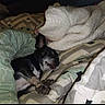 dog, sleeping, bed, blanket, cozy, indoor, resting, pet, fur, comfort, small_dog, black_dog, animal, cute, relaxing, paw, snout, ears, home, soft