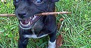 Dixie joined the competition — help win amazing prizes! dog, black_dog, small_dog, grass, stick, playful, outdoor, ears, mouth, teeth, animal, pet, nature, leaf, happy, canine, fun, grass_field, young_dog, snout