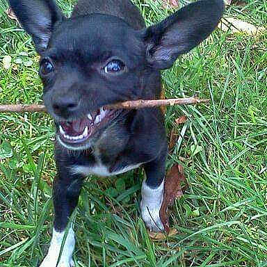 Dixie