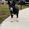 dog, black_dog, small_dog, motorcycle, concrete_path, grass, outdoor, trees, utility_pole, sidewalk, pet, animal, vehicle, parked_motorcycle, nature, daytime, canine, walking, roadside, backyard