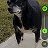 dog, black_dog, white_paws, sidewalk, grass, motorcycle, outdoor, lock_screen, phone_screenshot, time_display, date_display, weather_icon, text_overlay, pet, animal, standing, daytime, technology, background, canine