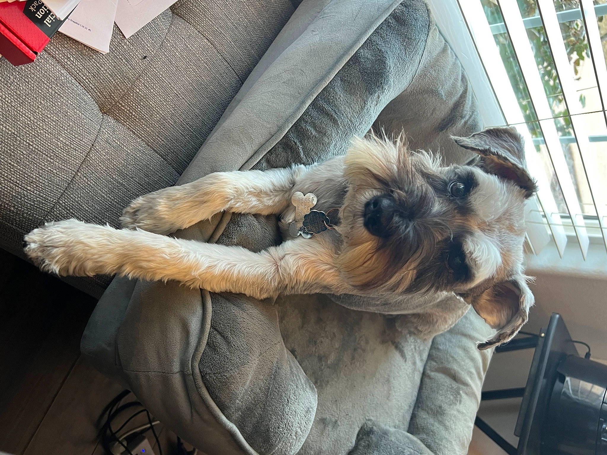 Max is registered to the contest to win money with this photo: auto_part, canidae, claw, comfort, companion_dog, dog, dog_breed, fawn, felidae, fur, human_leg, liver, paw, sitting, snout, sporting_group, thigh, window, working_animal