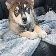 Romy a rejoint le concours — aidez-le/la à gagner de superbes lots ! puppy, dog, blue_eyes, blanket, car_seat, fur, animal, pet, cute, young, indoors, resting, ears, nose, paw, collar, comfort, transport, seatbelt, gray