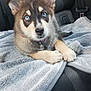 puppy, dog, blue_eyes, blanket, car_seat, fur, animal, pet, cute, young, indoors, resting, ears, nose, paw, collar, comfort, transport, seatbelt, gray