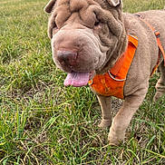 Nova participe au concours pour gagner de l'argent avec cette photo : dog, shar_pei, wrinkled_face, orange_harness, tongue_out, outdoor, field, grass, countryside, running, standing, pet, animal, close_up, portrait, floppy_ears, brown_fur, playful, daylight, nature