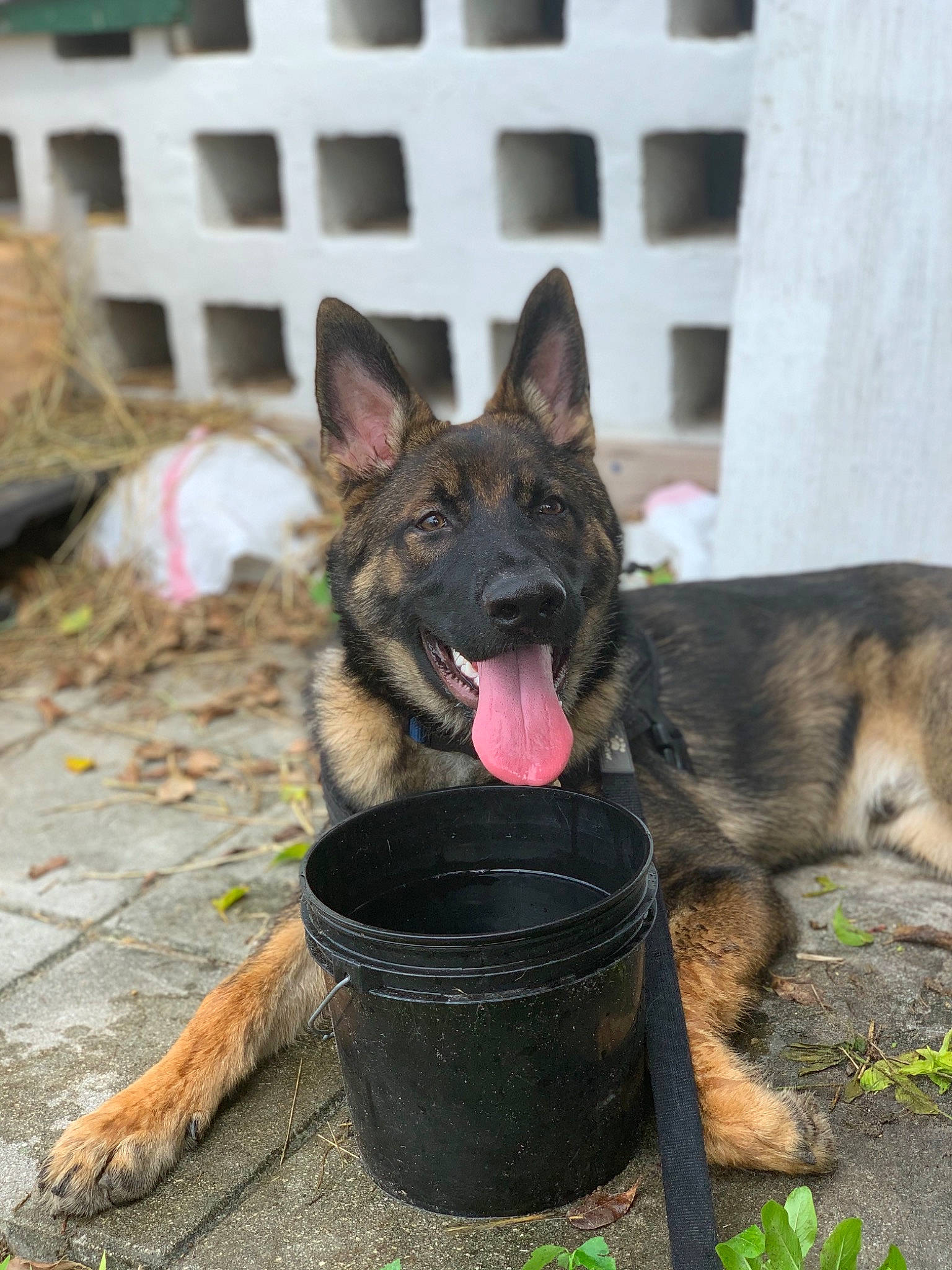 Stark is registered to the contest to win money with this photo: belgian_shepherd, belgian_shepherd_malinois, bohemian_shepherd, canidae, carnivore, dog, dog_breed, east_european_shepherd, german_shepherd_dog, king_shepherd, kunming_wolfdog, mammal, old_german_shepherd_dog, police_dog, rare_breed_dog, shiloh_shepherd_dog, tervuren, vertebrate, wolfdog, working_dog